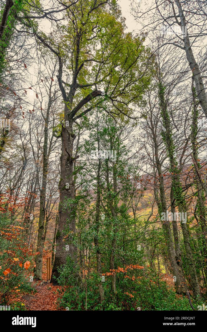 quercus cerris, albero monumentale nel bosco del Parco Nazionale della Maiella, Bosco di Sant'Antonio. Abruzzo, Italia Foto Stock