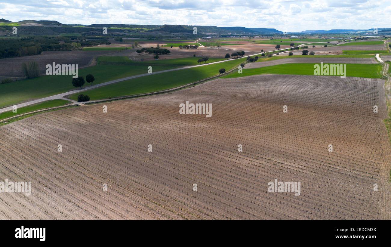 Vista aerea di un albero solitario in un vigneto durante la primavera nella regione della denominazione di origine Ribera del Duero nella provincia spagnola di Valladolid Foto Stock