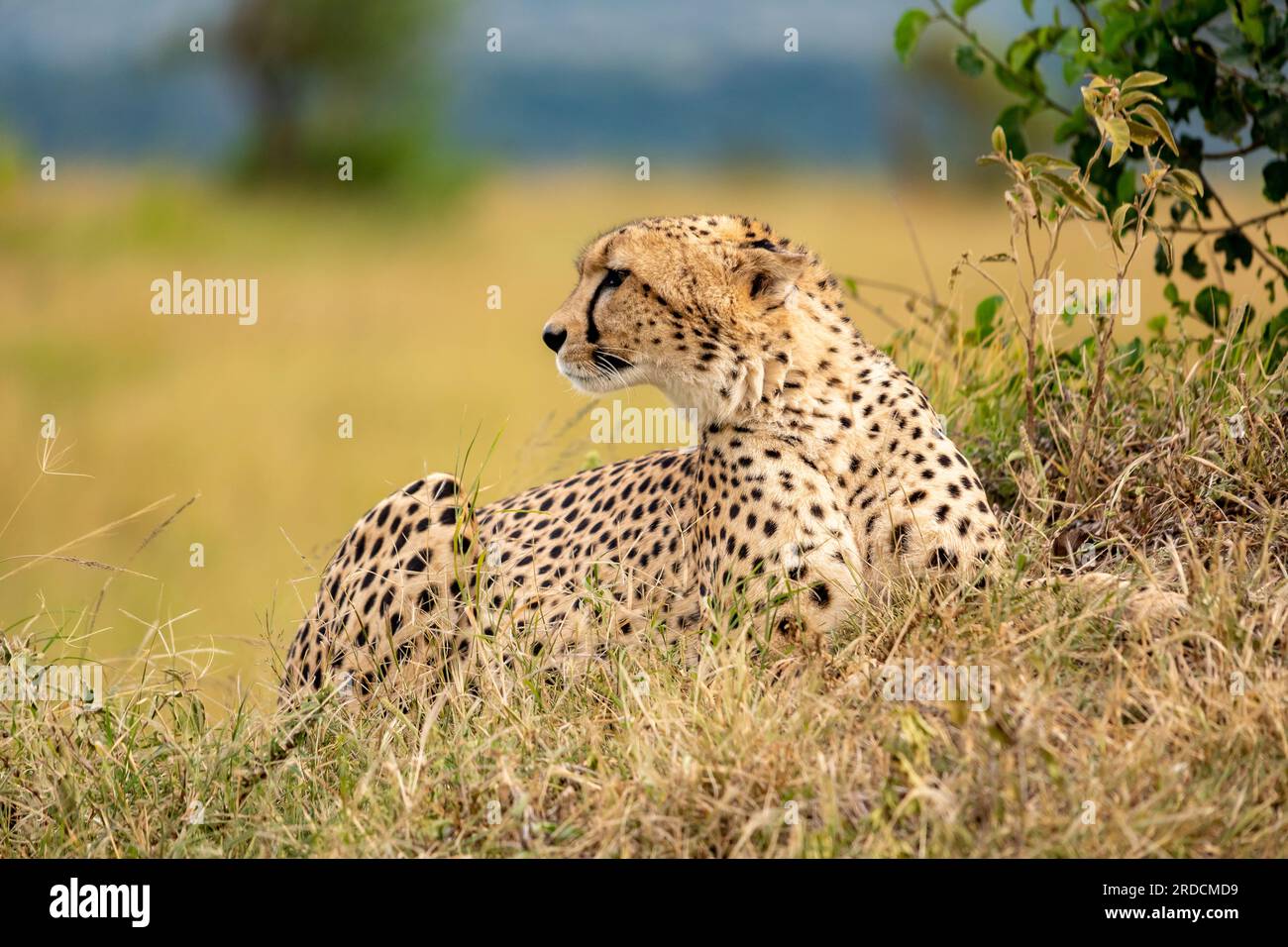 Cheetah nel Serengeti Foto Stock