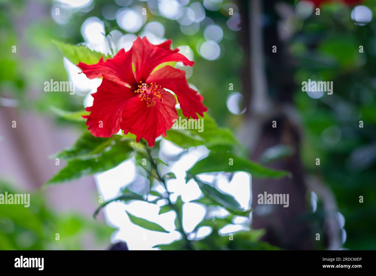 Fiore rosso di ibisco isolato con foglie verdi al giorno da una diversa angolazione Foto Stock