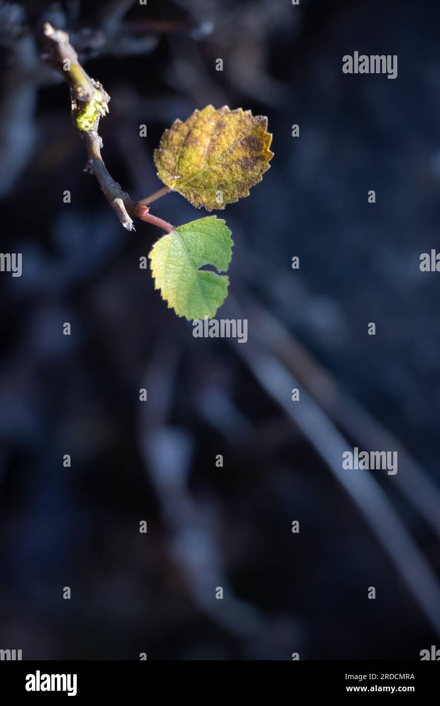 Foglia autunnale gialla con messa a fuoco selettiva in un campo su uno sfondo sfocato Foto Stock