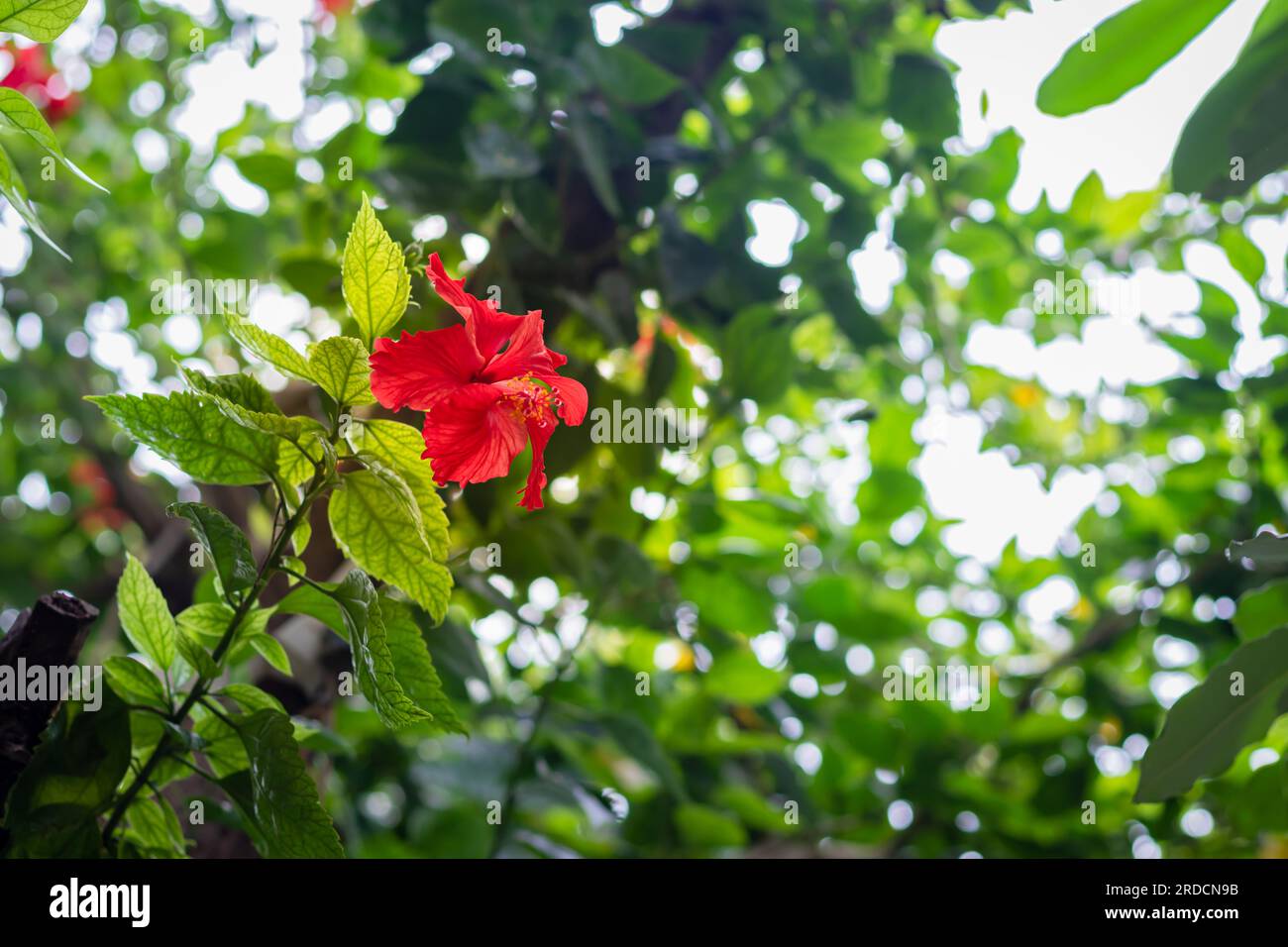 Fiore rosso di ibisco isolato con foglie verdi al giorno da una diversa angolazione Foto Stock