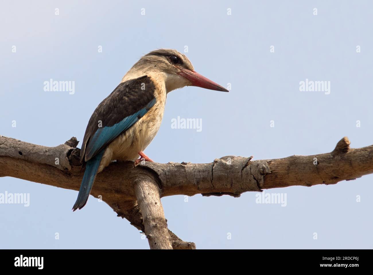 Marrone-incappucciati Kingfisher Foto Stock
