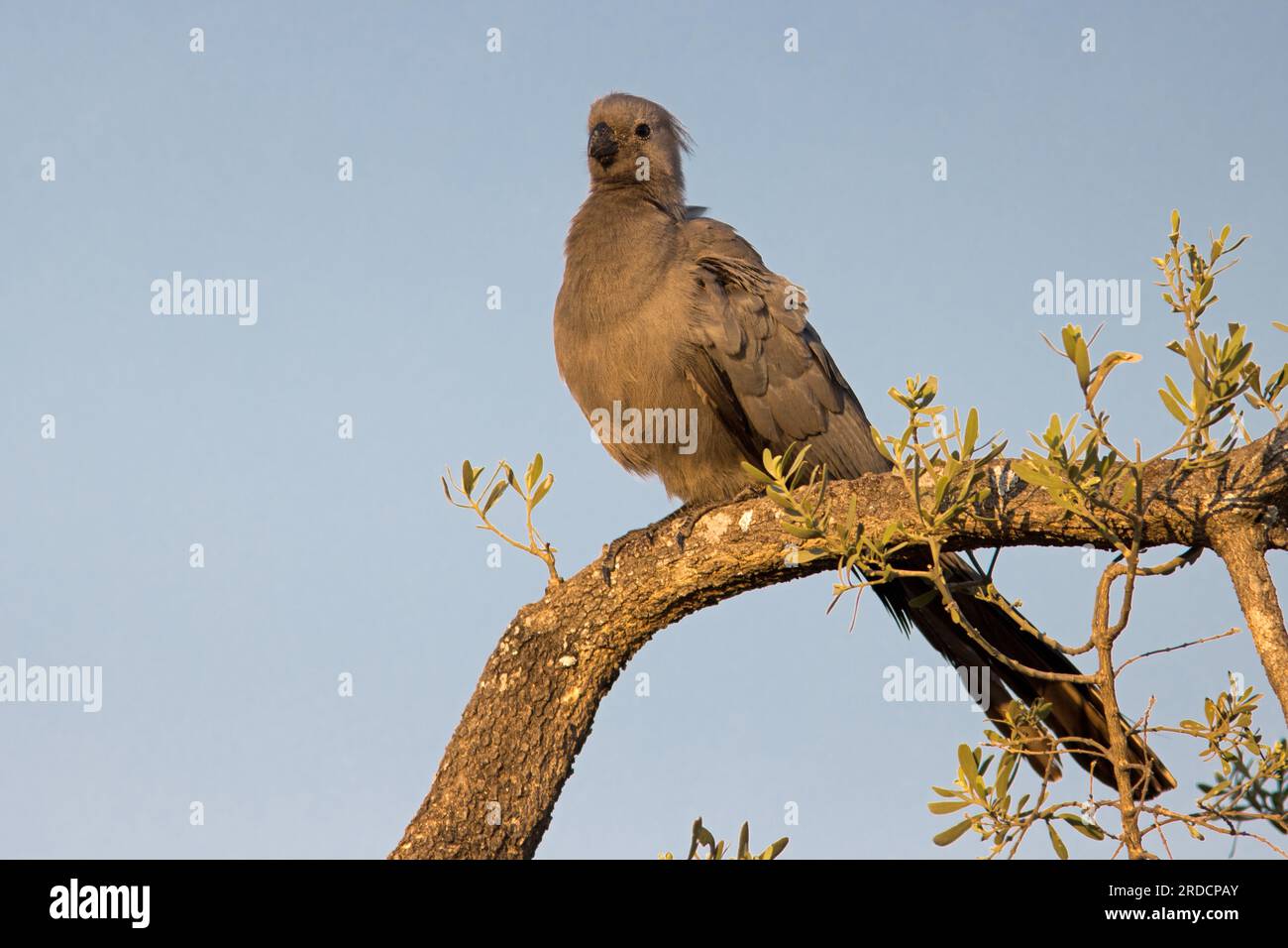 Grey Go-Away-Bird o Grey Lourie Foto Stock