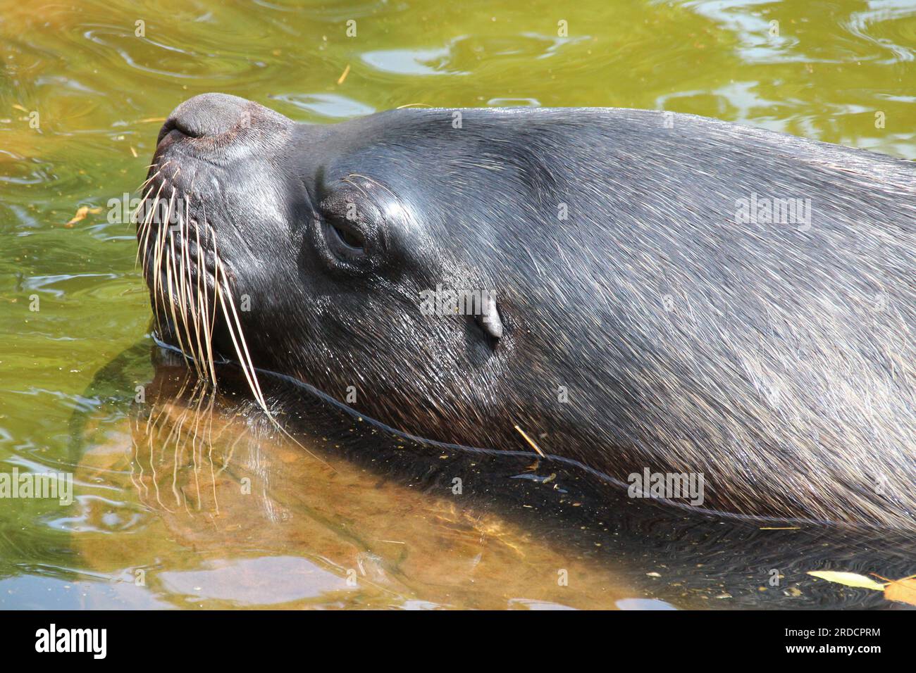 foca in uno zoo a mulhouse in alsazia (francia) Foto Stock