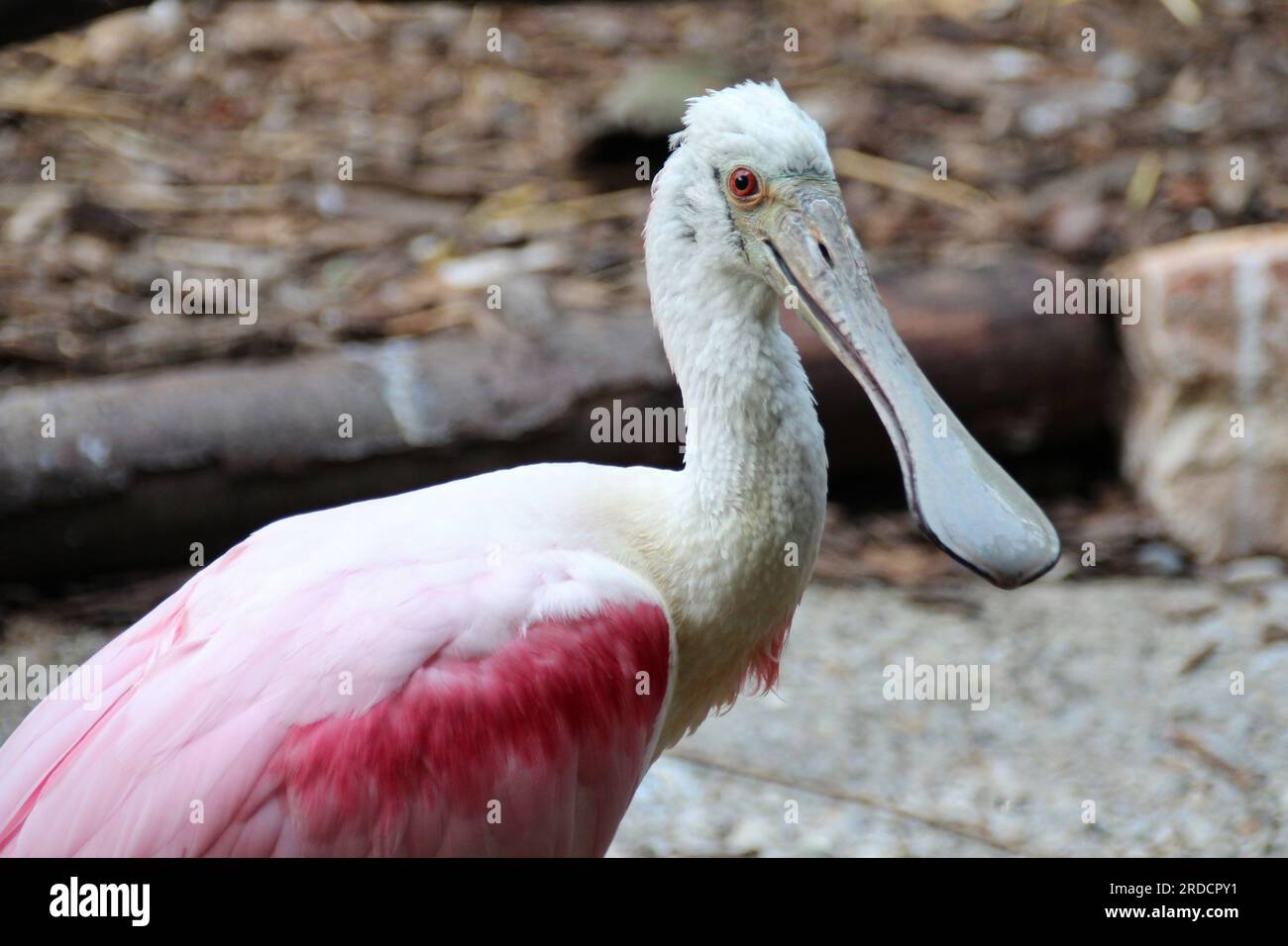 Spatola di rosa in uno zoo a mulhouse in alsazia (francia) Foto Stock