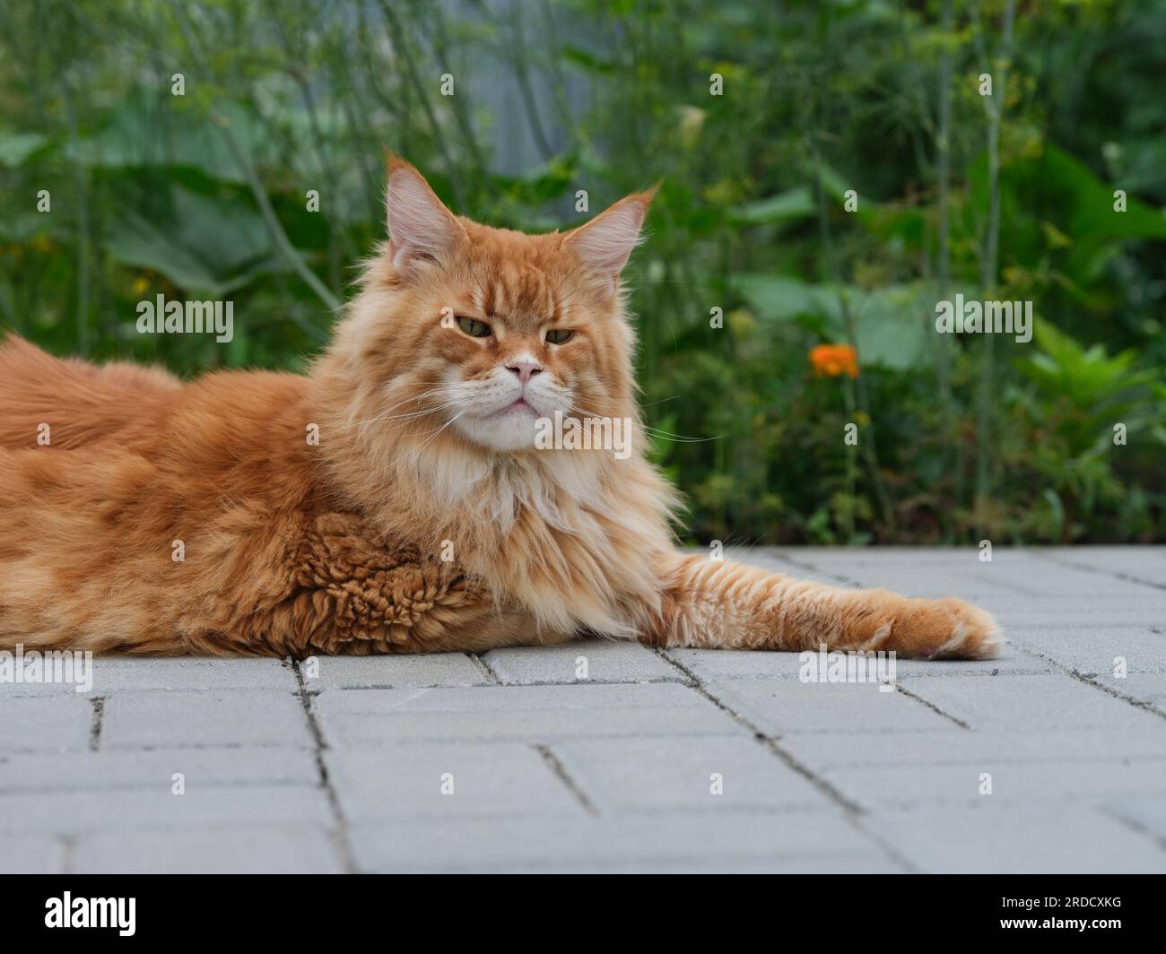 Un gatto rosso del Maine Coon sdraiato su piastrelle in un giardino. Primo piano. Foto Stock