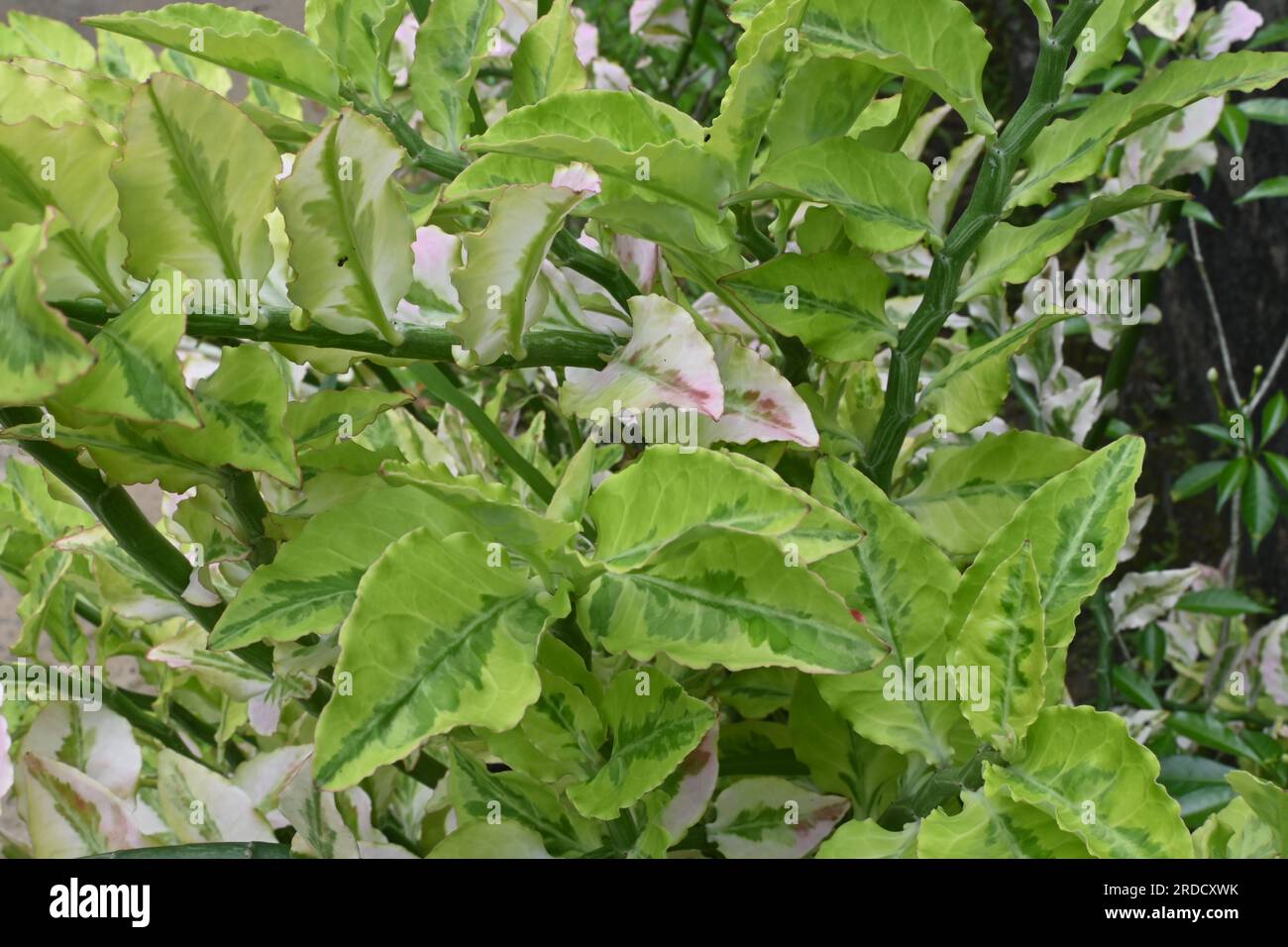 Vista ad alto angolo dei ramoscelli di una variegata pianta dorsale del Diavolo (Euphorbia Tithymaloides) nel giardino di casa Foto Stock