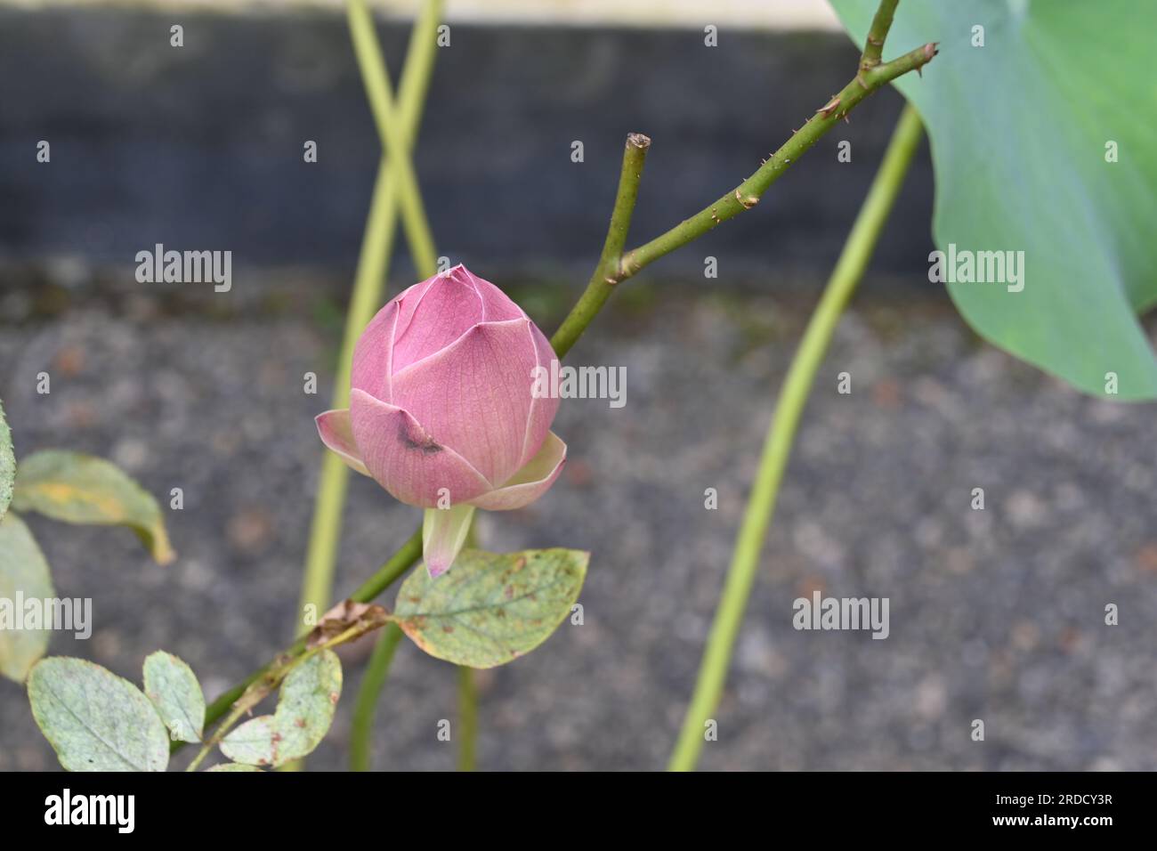 Vista dall'alto di un fiore di loto rosa pronto a fiorire in un piccolo laghetto nel giardino di casa Foto Stock