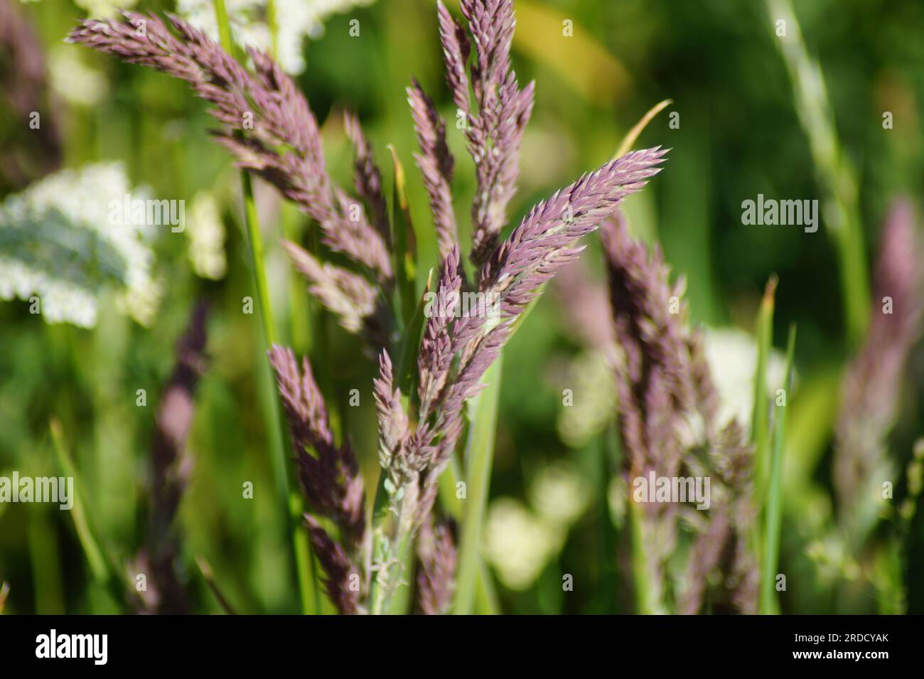 panicle rossastre dell'erba di miele lanoso Foto Stock