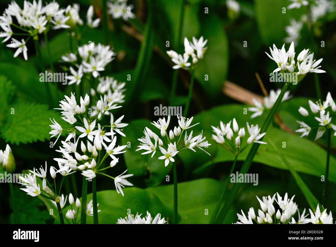 Wild Garlic, Allium ursinum nei boschi ombreggiati dei Kingston Maurward Gardens Foto Stock