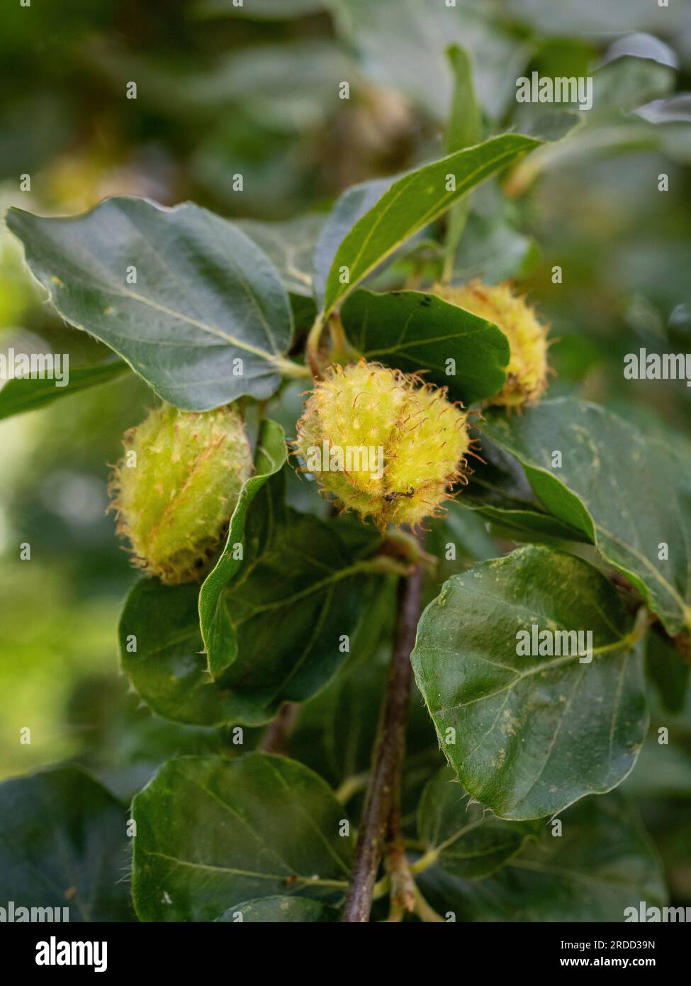 Buccia setacciata noci di Fagus Sylvatica Rotundifolia, noto anche come faggio europeo a foglia tonda, che mostra la loro consistenza e forma uniche. Foto Stock