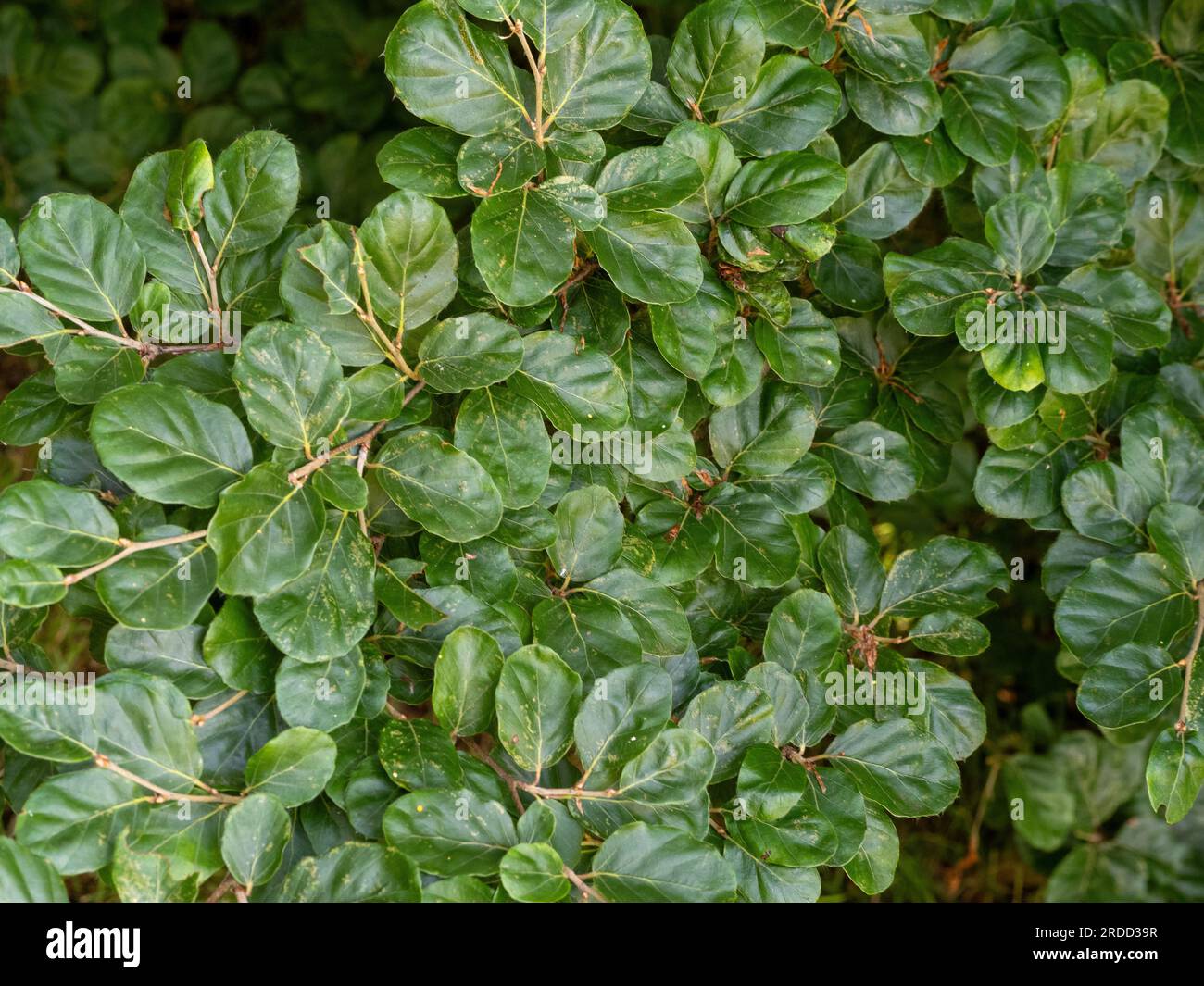 Foglie rotonde lucide di Fagus Sylvatica Rotundifolia, noto anche come faggio europeo a foglia tonda. Foto Stock