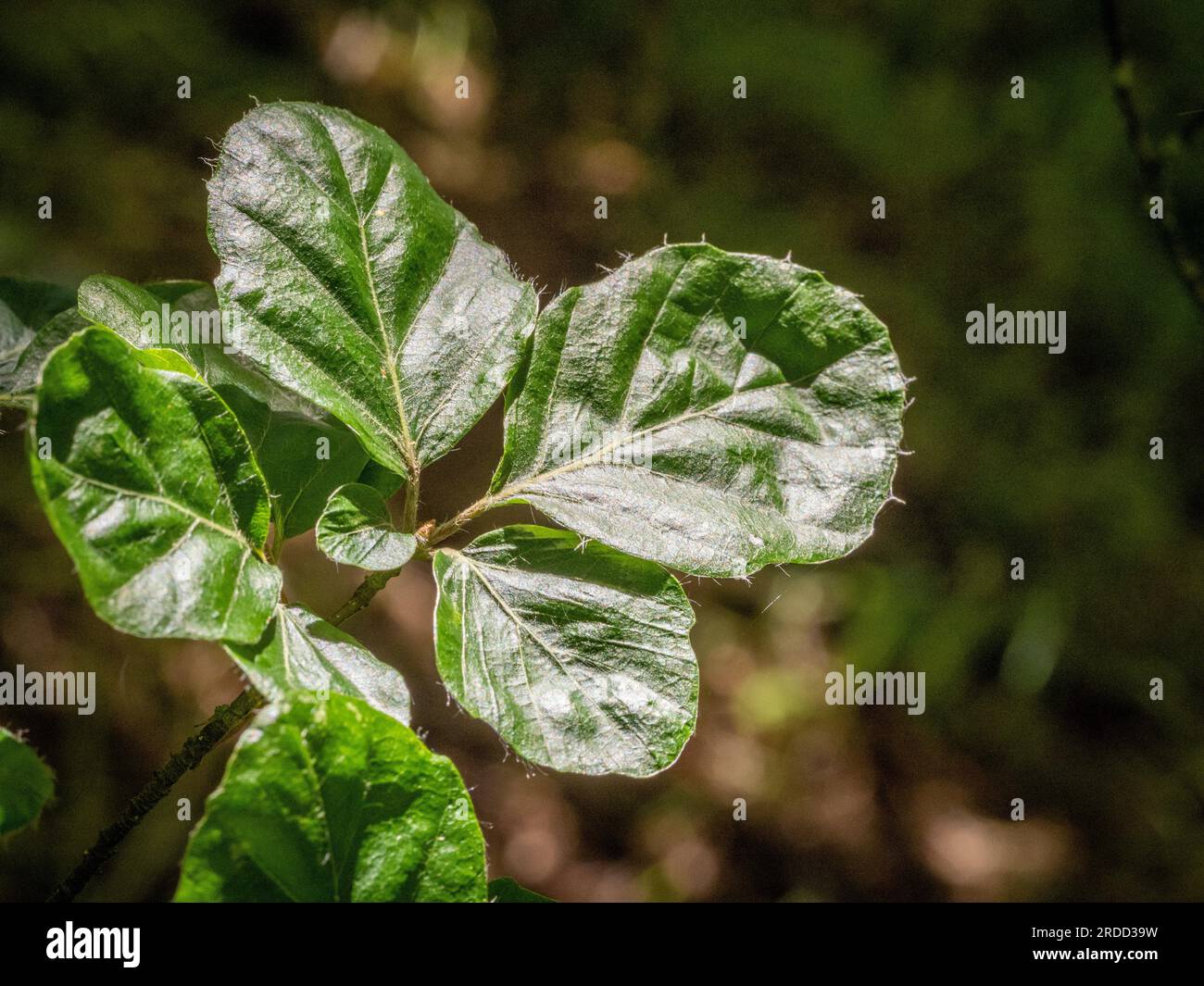 Foglie rotonde lucide di Fagus Sylvatica Rotundifolia, noto anche come faggio europeo a foglia tonda. Foto Stock