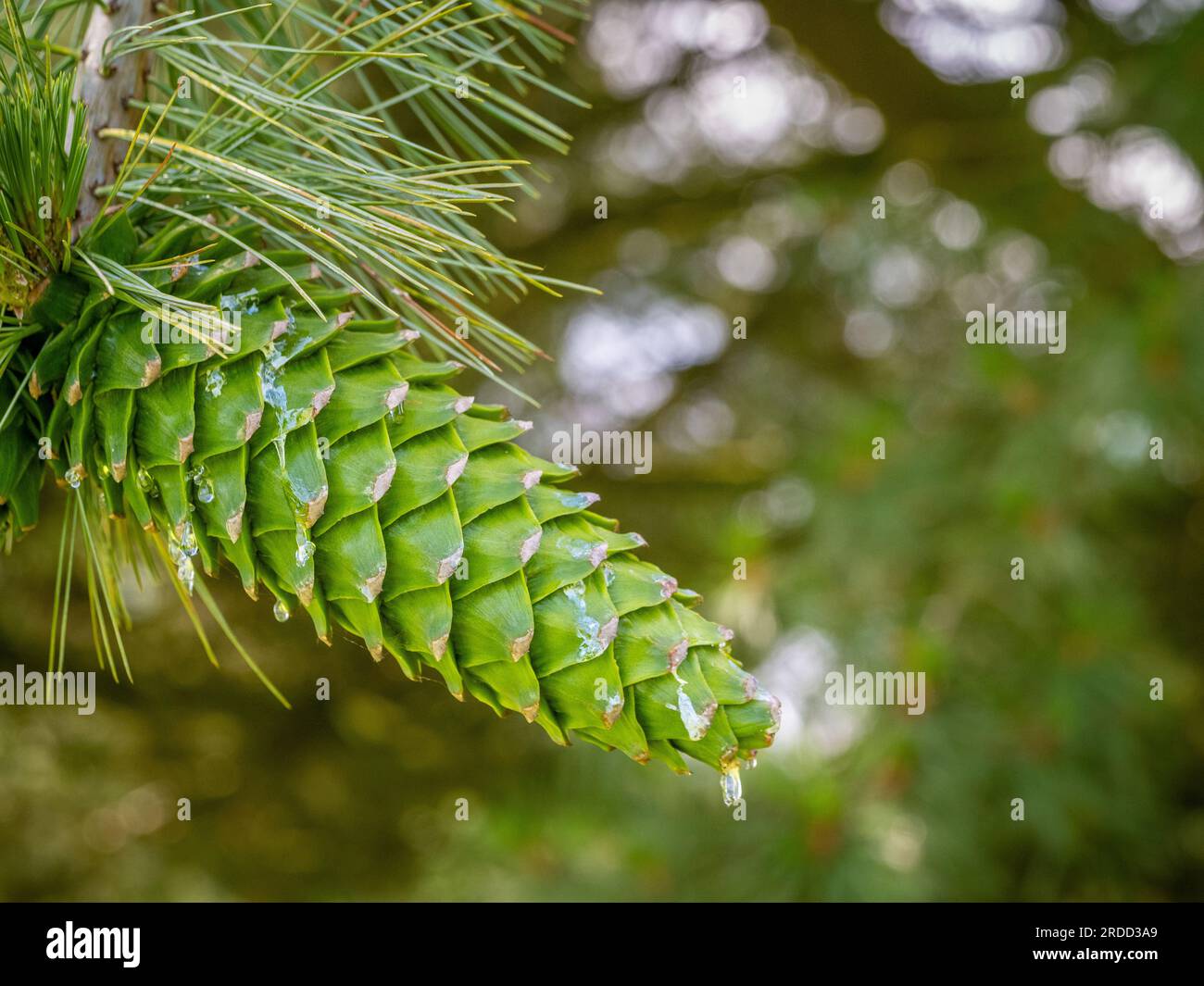 Primo piano di sap che gocciola da un cono di pino in una foresta del Regno Unito. Foto Stock