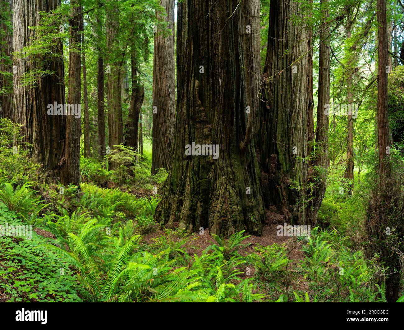 Sequoie costiere, Prairie Creek Redwoods State Park, California Foto Stock