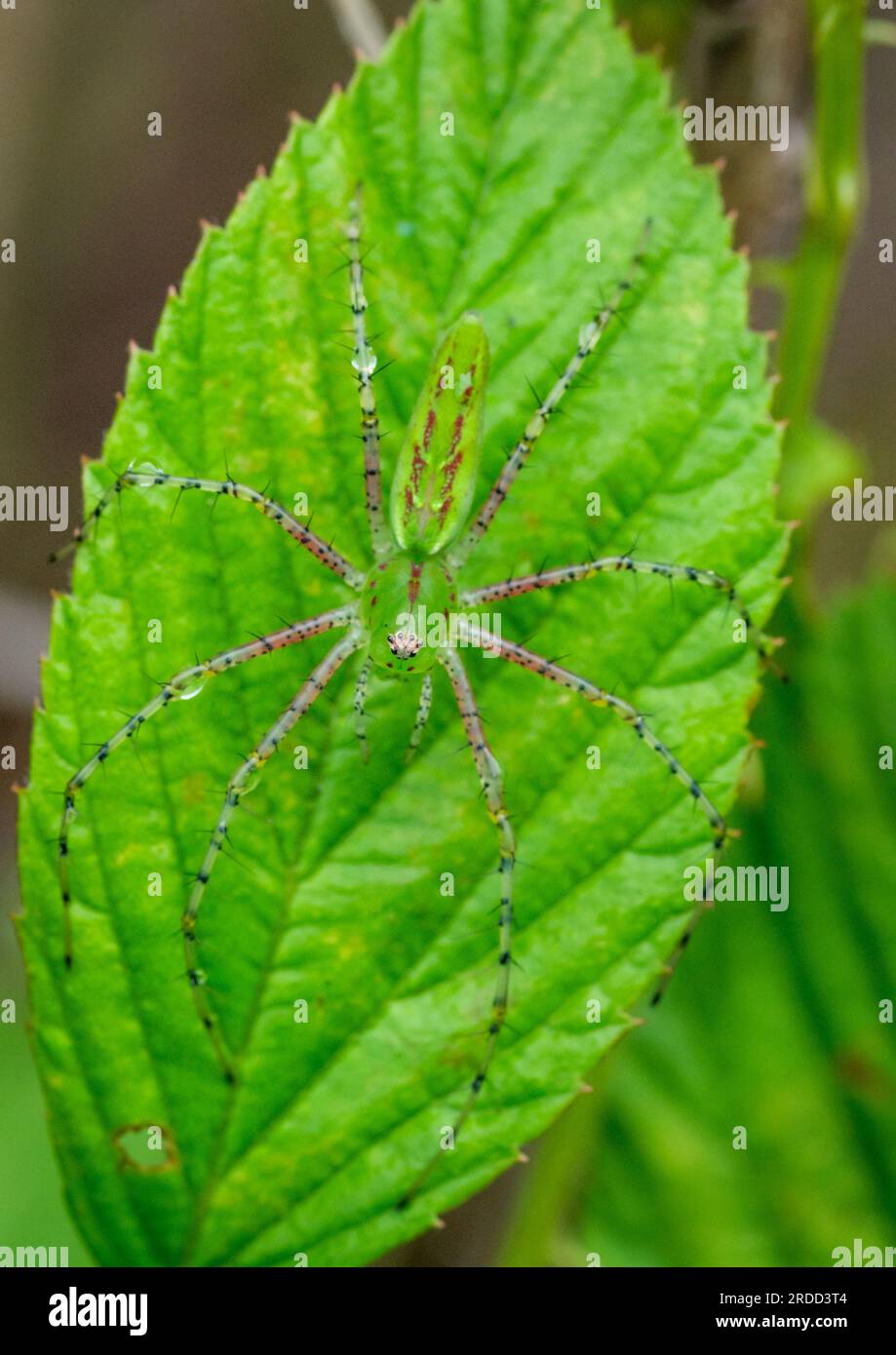 Ragno verde lince (Peucetia viridans) - Contea di Hall, Georgia. Un ragno di lince si trova sulla foglia di un cespuglio di mora che si fonde con il verde delle linci Foto Stock