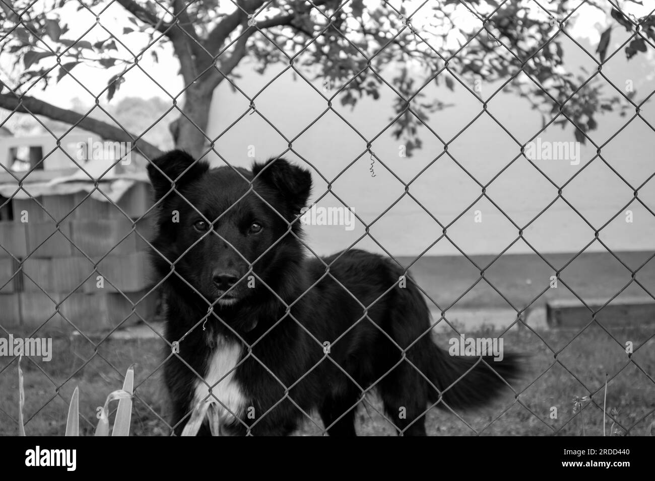 Cane nero dietro la recinzione in bianco e nero Foto Stock