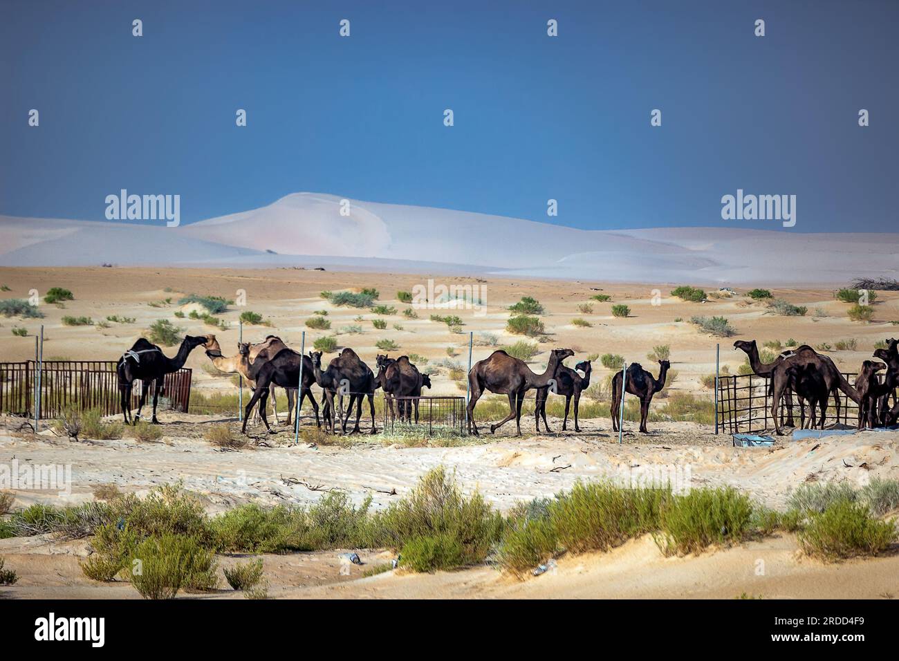 Gruppo di cammelli vicino all'area del deserto di Dammam. Arabia Saudita. Foto Stock