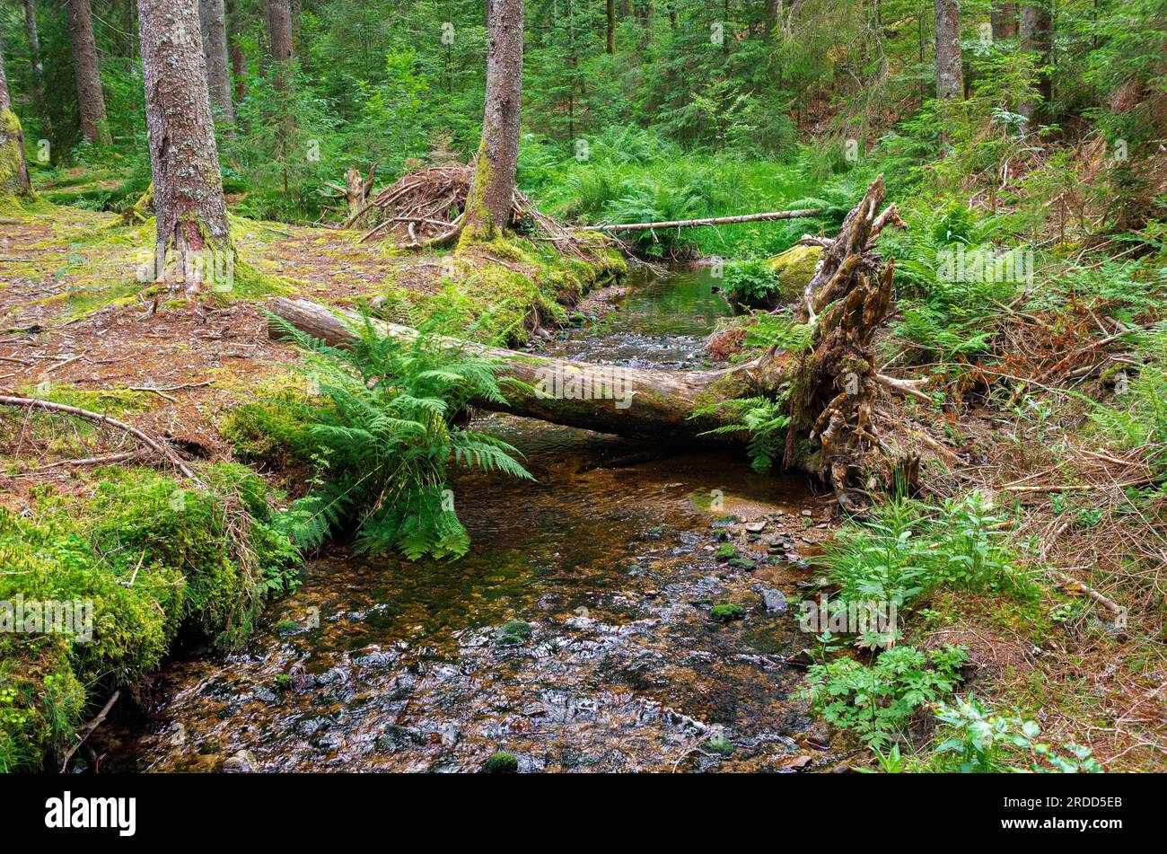 Il magico sentiero della foresta conduce per 2,5 chilometri attraverso l'incantato paesaggio di alte brughiere dei Taubenmoos a Bernau, distretto di Oberlehen, Foresta Nera Foto Stock