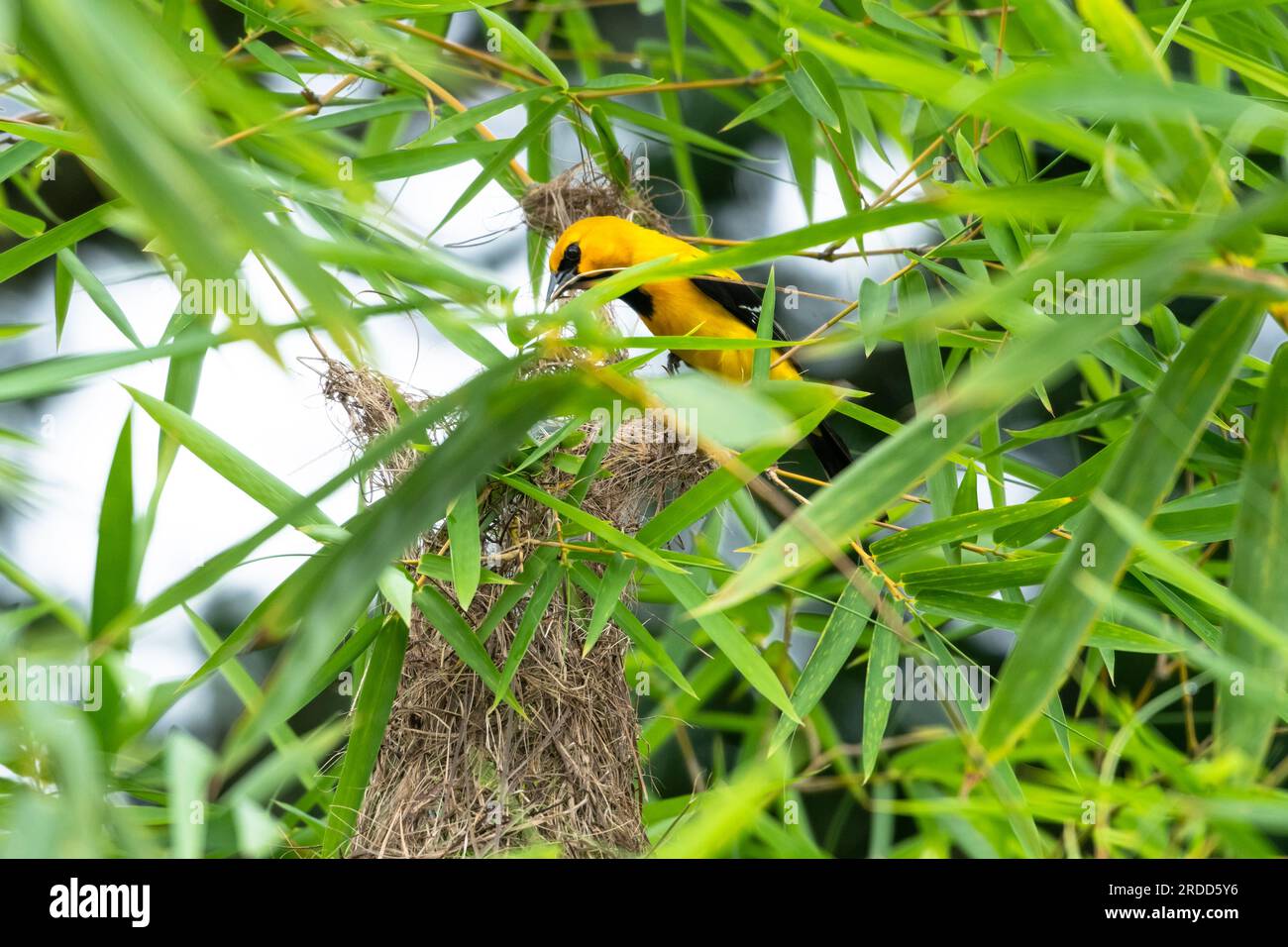 Yellow Oriole costruisce un nido in una zona di bambù. Foto Stock
