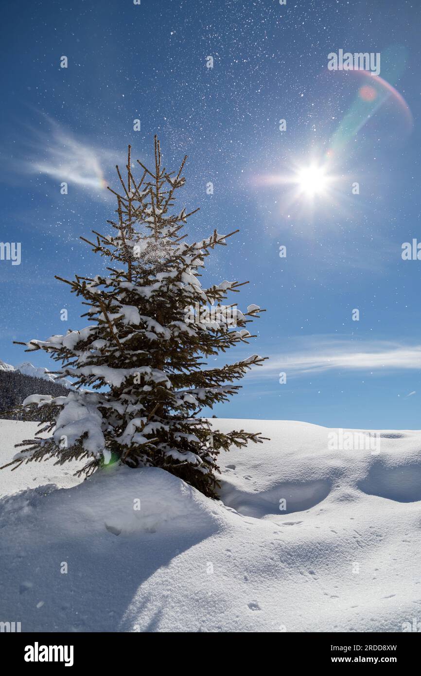 piccolo abete in un paesaggio innevato Foto Stock