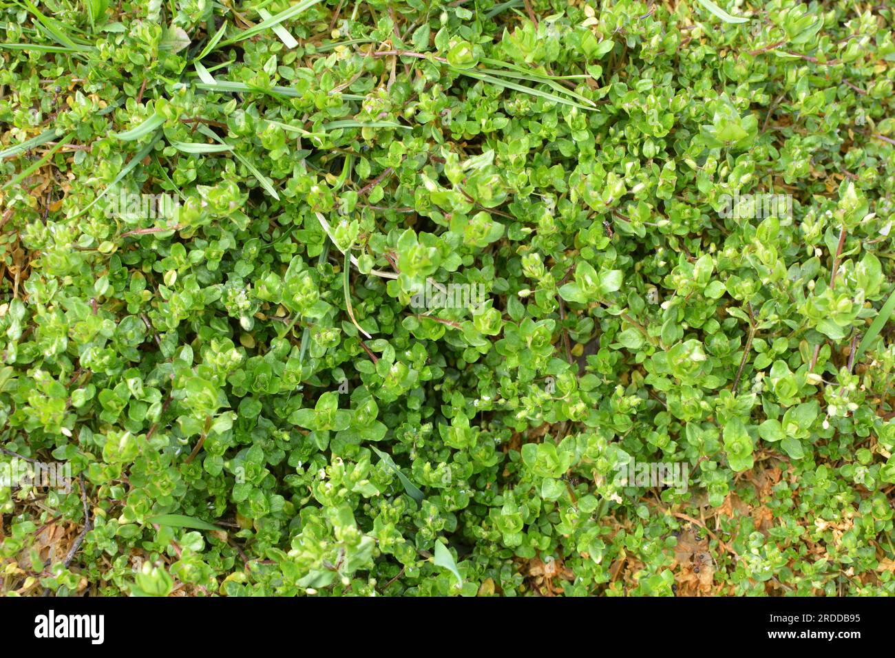 In primavera, Stellaria media cresce in natura Foto Stock