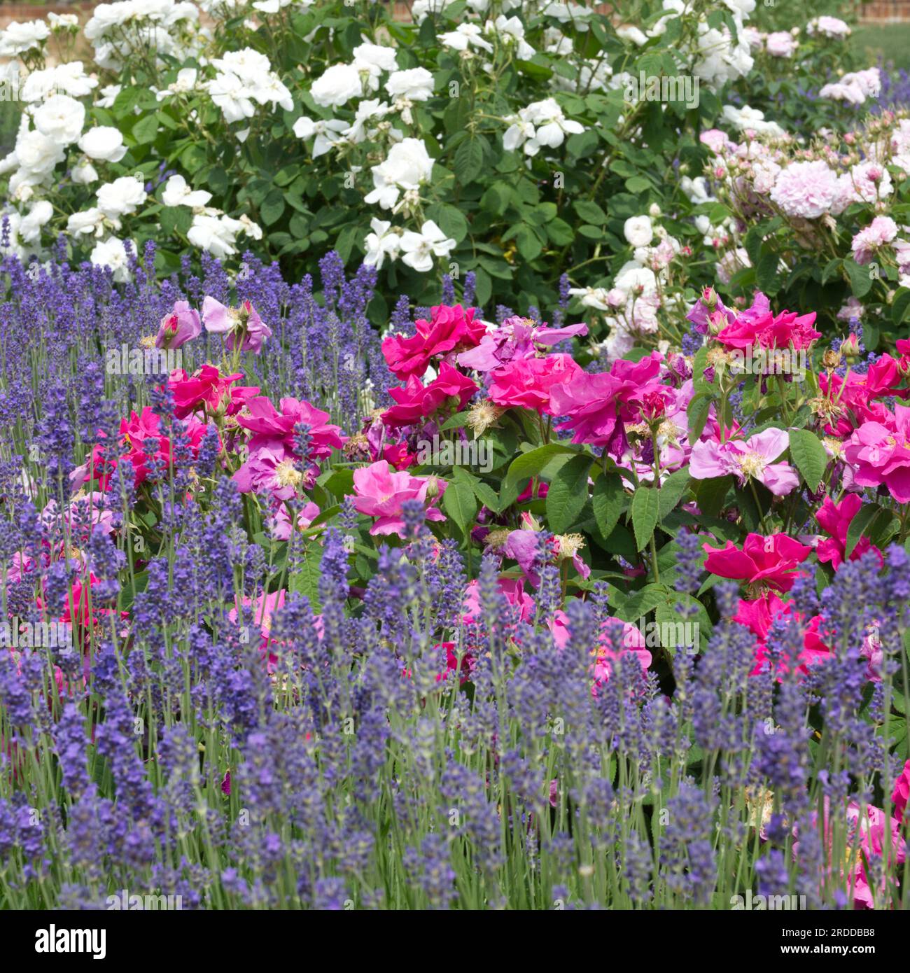 Bella estate, in giardino nel Regno Unito di giugno, piantando una combinazione di lavanda e rose Foto Stock