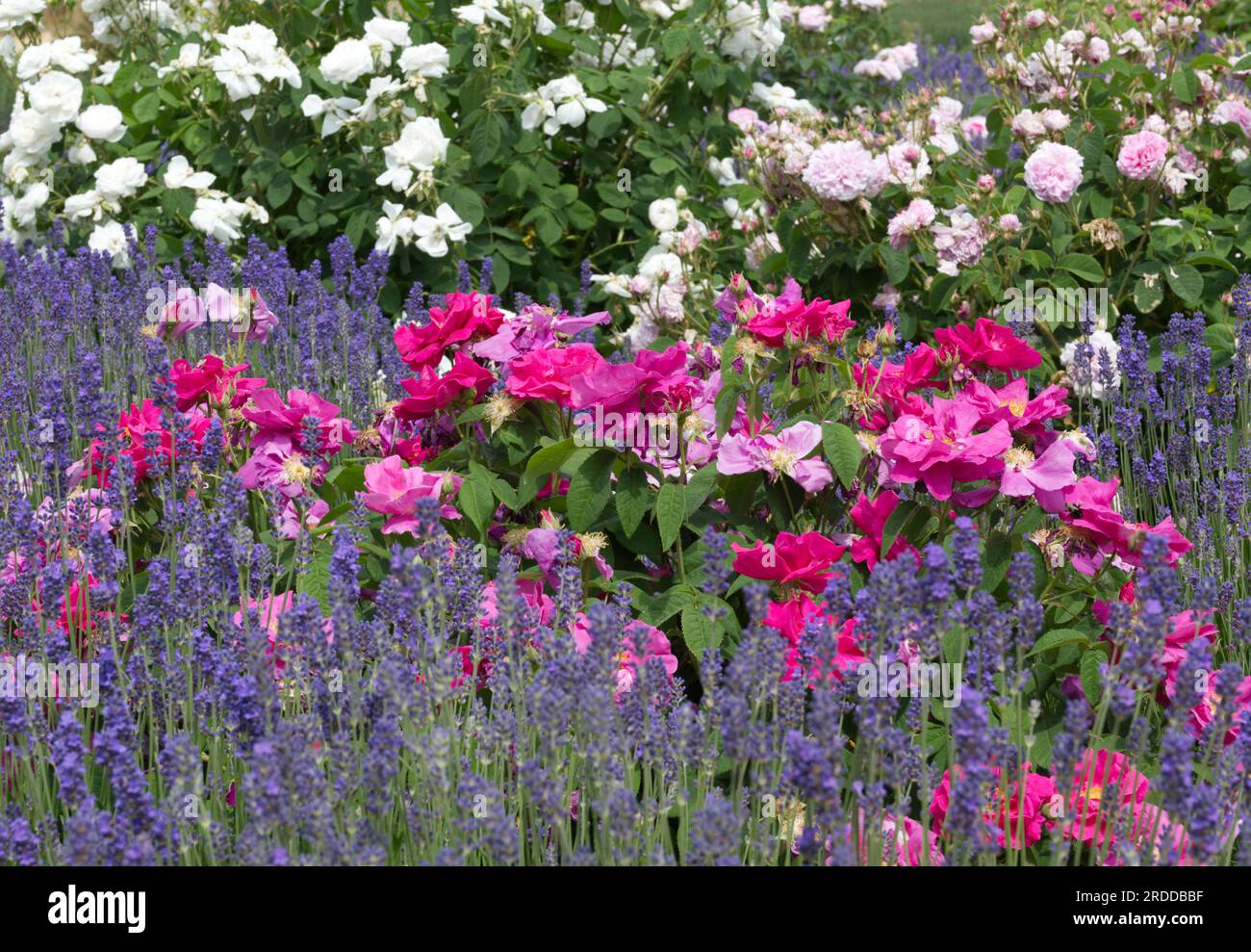 Bella estate, in giardino nel Regno Unito di giugno, piantando una combinazione di lavanda e rose Foto Stock