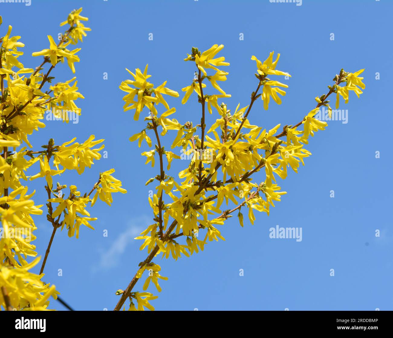 Forsythia cespuglio fiorisce in primavera in natura. Foto Stock