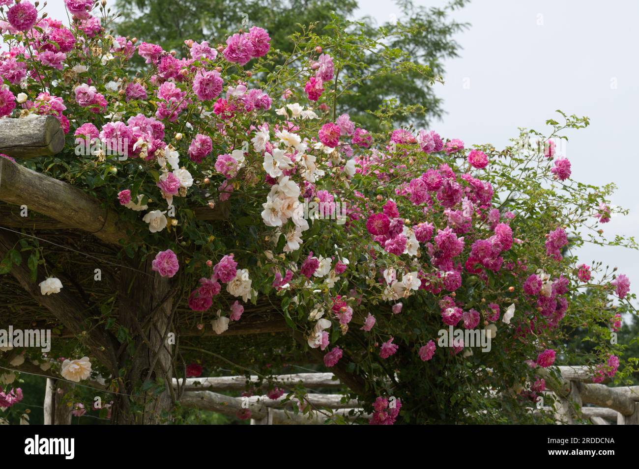 Splendida combinazione estiva di rose da arrampicata Rosa Alexandre Girault (rosa) e Auguste Gervais (crema) nel giardino britannico di giugno Foto Stock