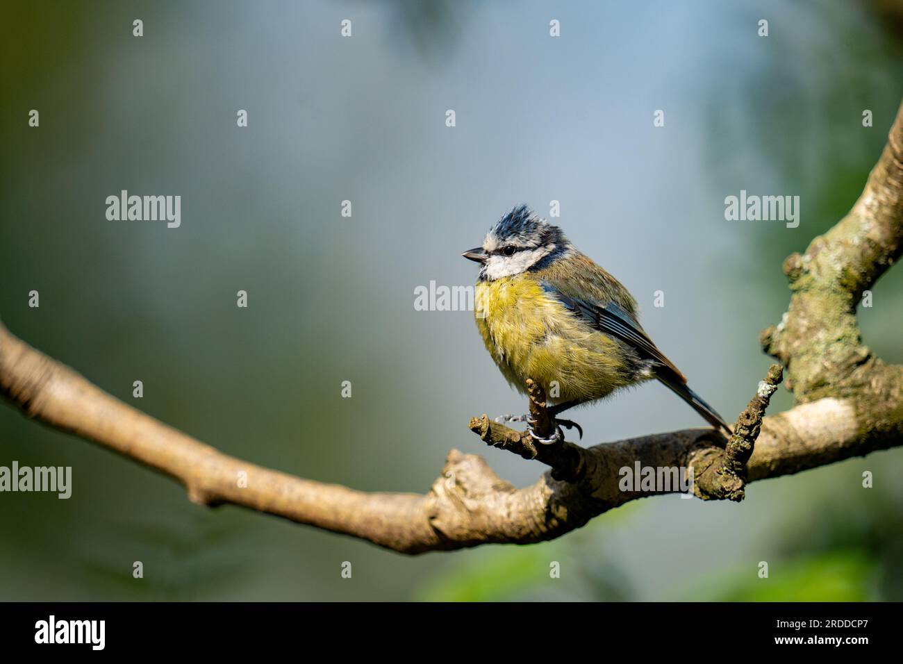 Foto degli uccelli Foto Stock