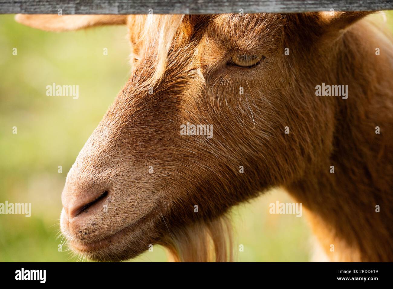 Capra barbuto Foto Stock