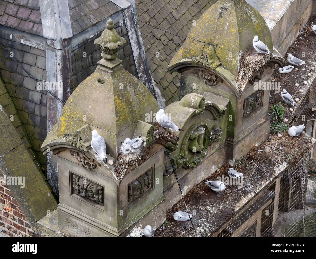 Newcastle, Regno Unito - 20 luglio 2023: Gabbiani e kittiwakes che nidificano sui tetti in alto sopra il suolo. Foto Stock