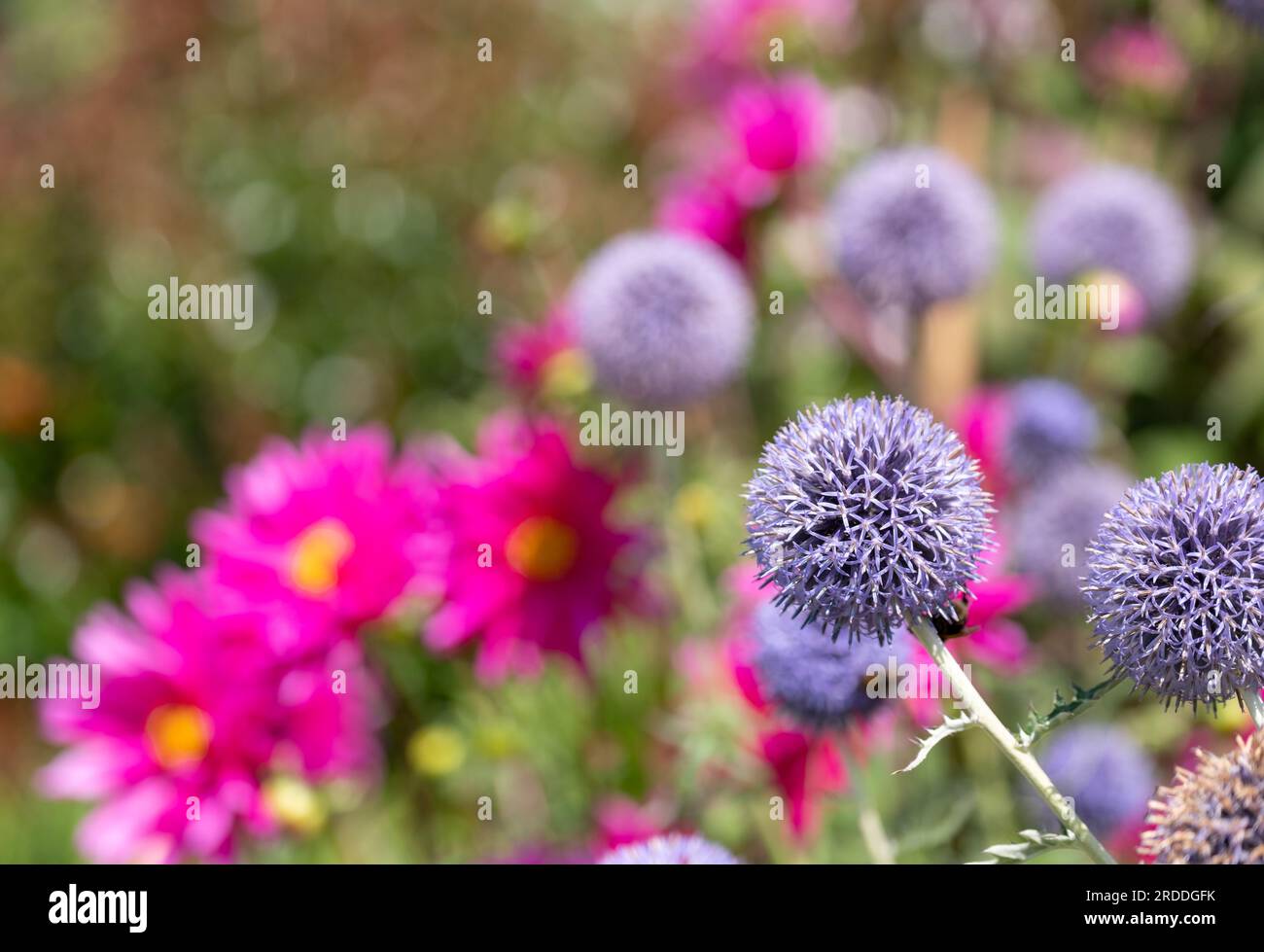 Ruthenian Globe thistle, Echinops bannaticus Taplow Blue, fotografato al RHS Wisley, Surrey UK. Foto Stock