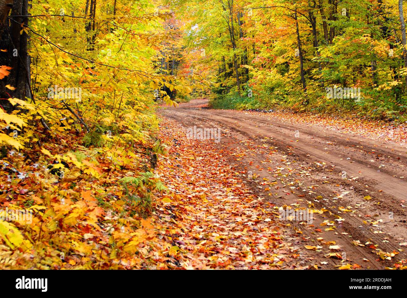 L'autunno colora queste strade secondarie, che si snodano in una tela di colori nell'Upper Penninsula, Michigan. Corsia sterrata, curva A S, in lontananza. Foto Stock