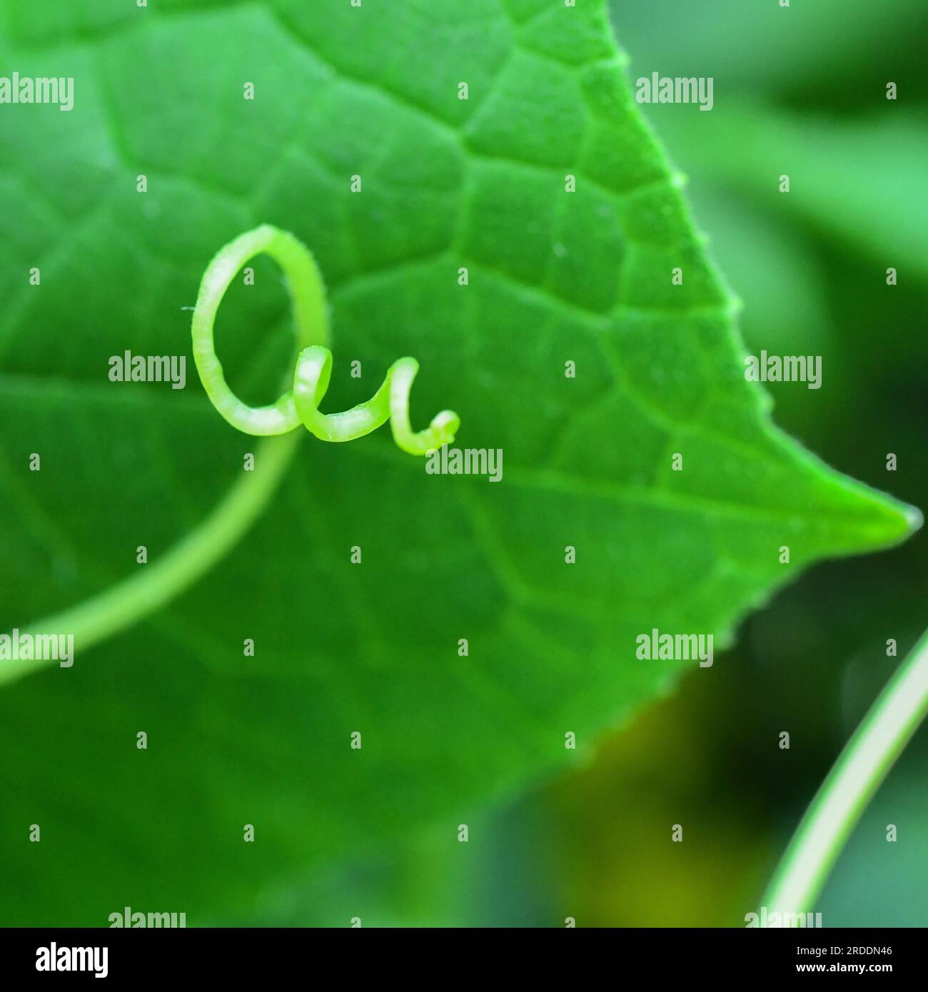 Filetto e vite in foglia di cetriolo - Cucumis sativus da vicino in giardino - primo piano di una vite strisciante - giardinaggio vegetariano e vegano Foto Stock