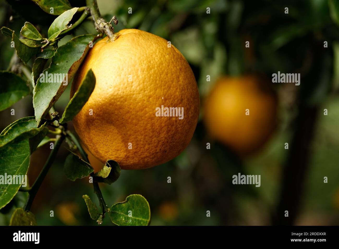 Primo piano di un limone maturo appeso a un albero di limone con un altro sullo sfondo Foto Stock