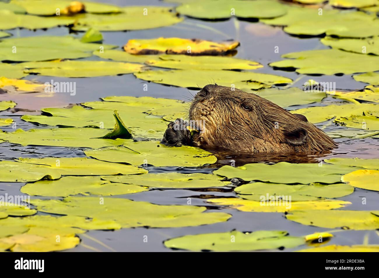 Un'immagine laterale di un castoro adulto "Castor canadensis", che si nutre di alcuni fiori gialli dai gigli di un lago rurale Foto Stock