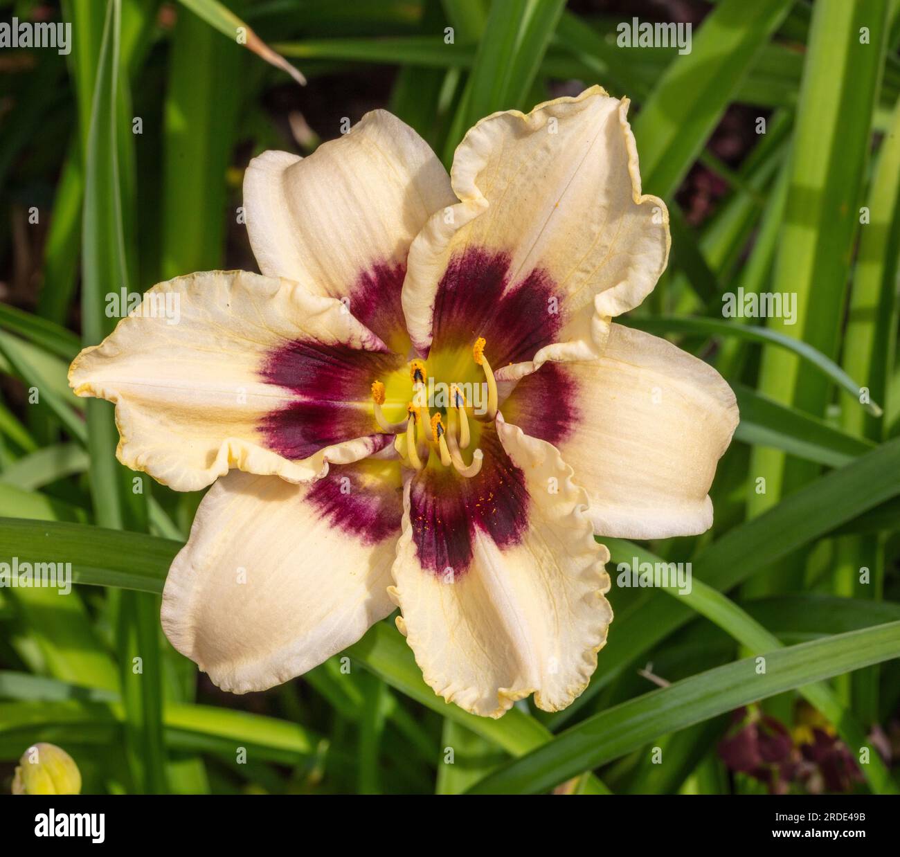 "Piano Man" Daylily, daglilja (Hemerocallis) Foto Stock