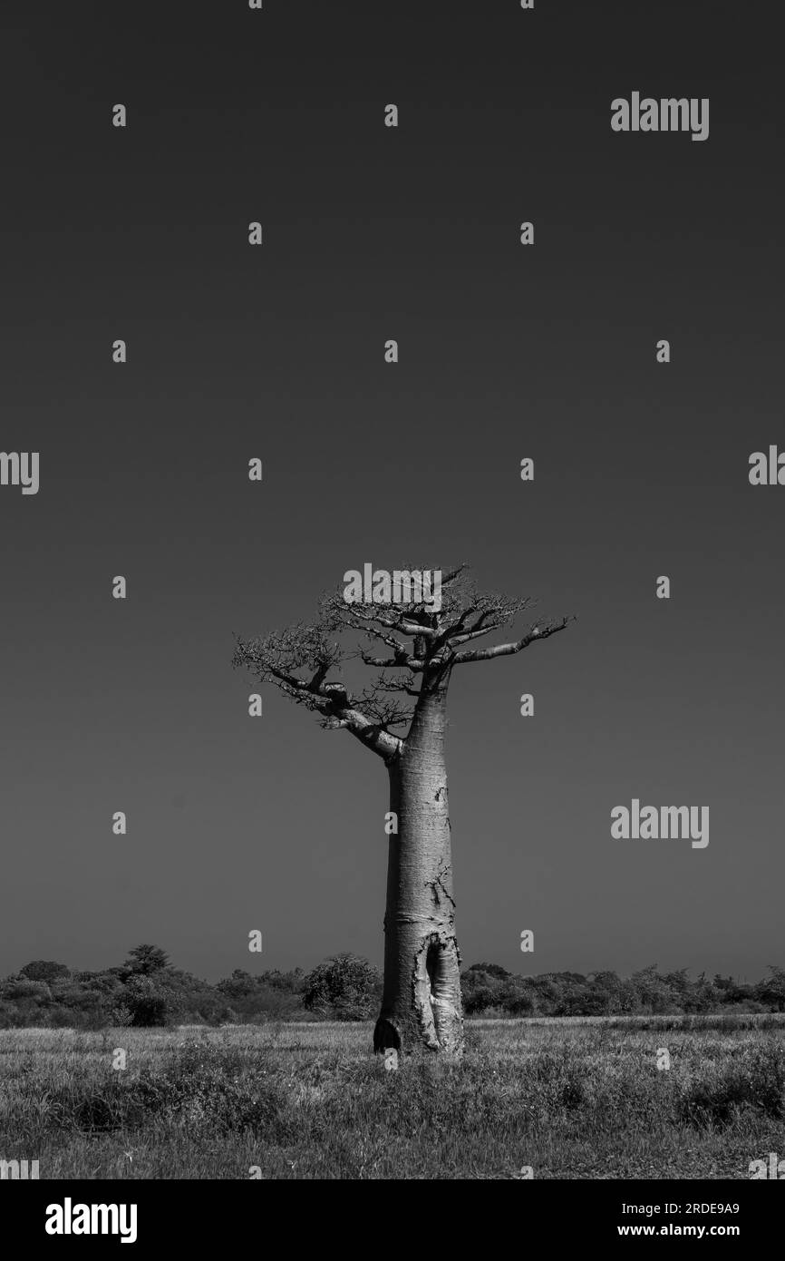 Bel vicolo di baobab. Leggendario viale degli alberi di Baobab a Morondava. Iconico gigante endemico del Madagascar. Foresta unica, bianco e nero Foto Stock