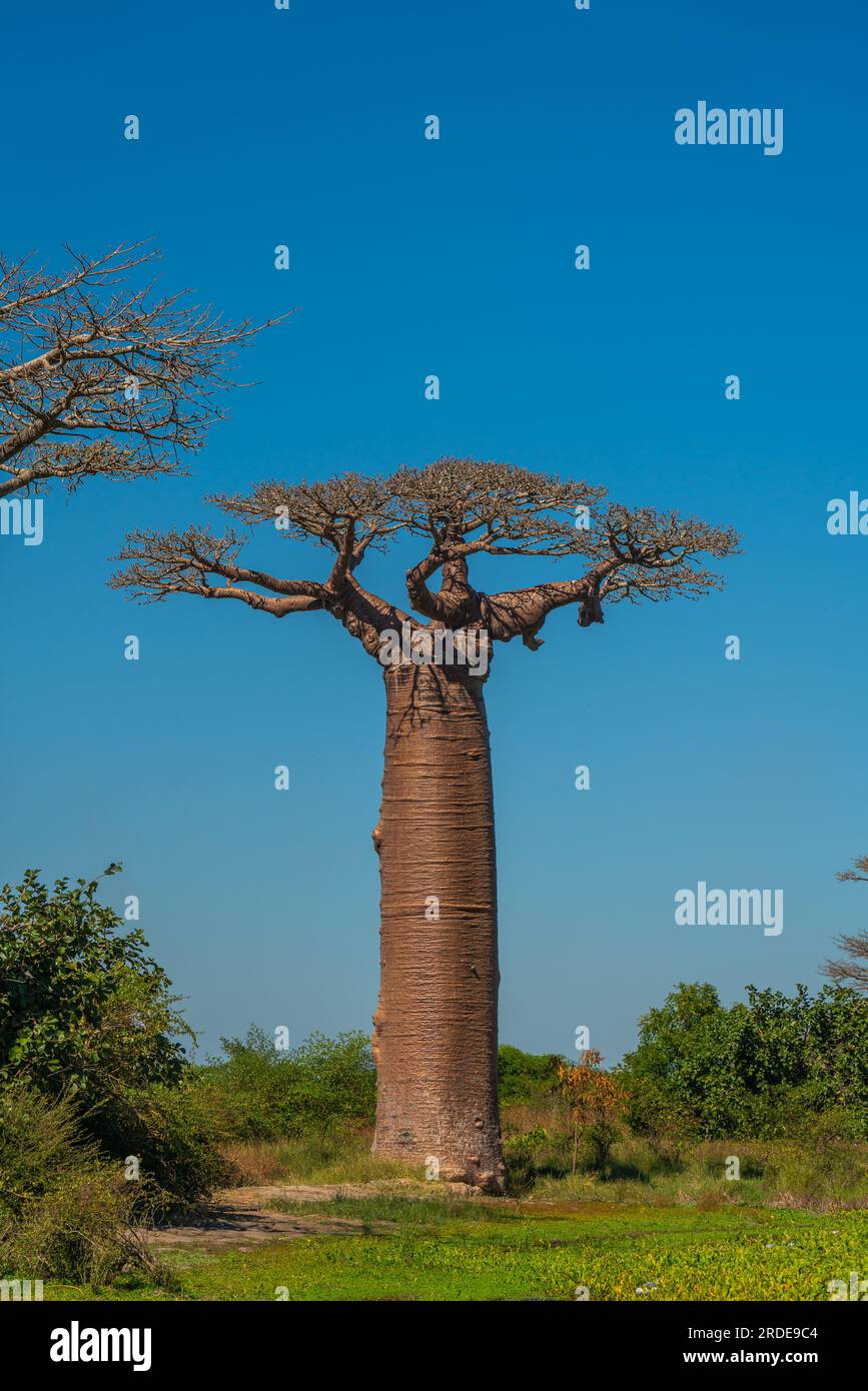 Baobab singolo presso il leggendario viale degli alberi di Baobab a Morondava. Iconico gigante endemico del Madagascar. verticale Foto Stock