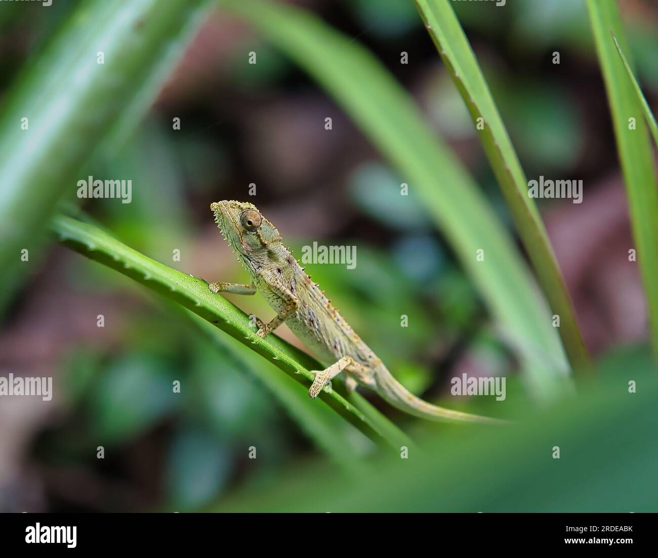 Il camaleonte tigre (Archaius tigris) noto anche come camaleonte tigre delle Seychelles, è l'unica specie del genere rinato Archaius Foto Stock