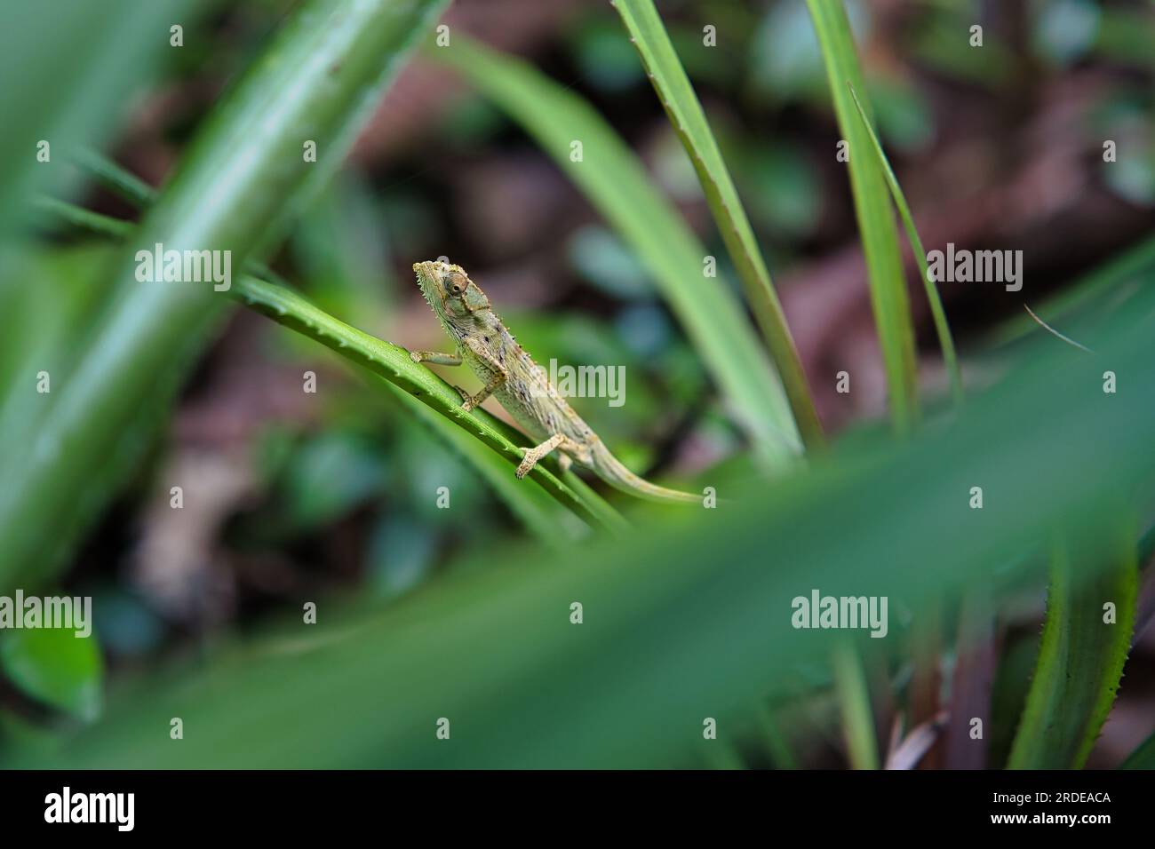 Il camaleonte tigre (Archaius tigris) noto anche come camaleonte tigre delle Seychelles, è l'unica specie del genere rinato Archaius Foto Stock
