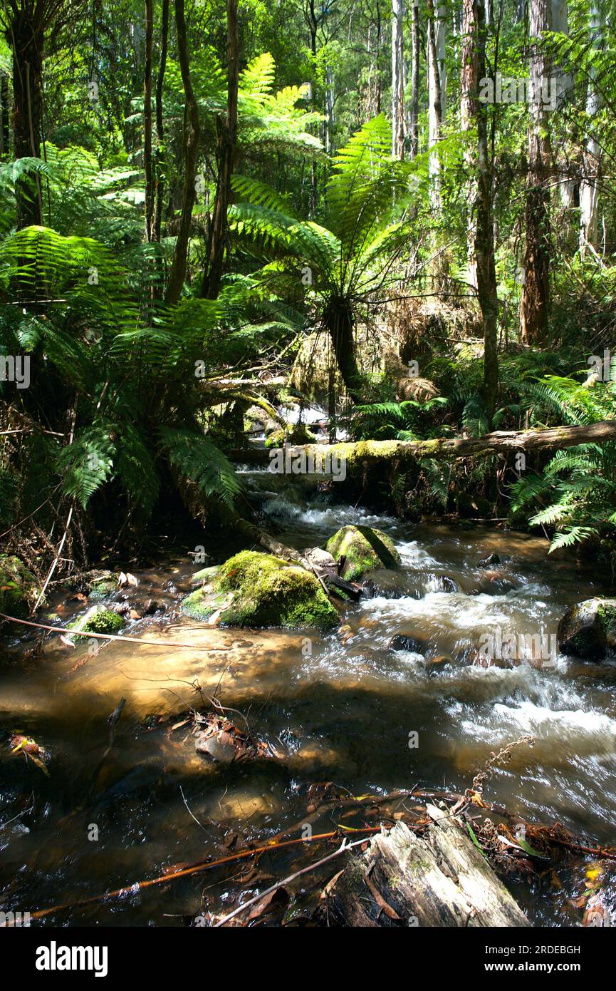 Il fiume Toorongo è un fiume selvaggio di montagna, che attraversa le foreste e le cascate, vicino a Noojee a Gippsland, Victoria, Australia. Foto Stock