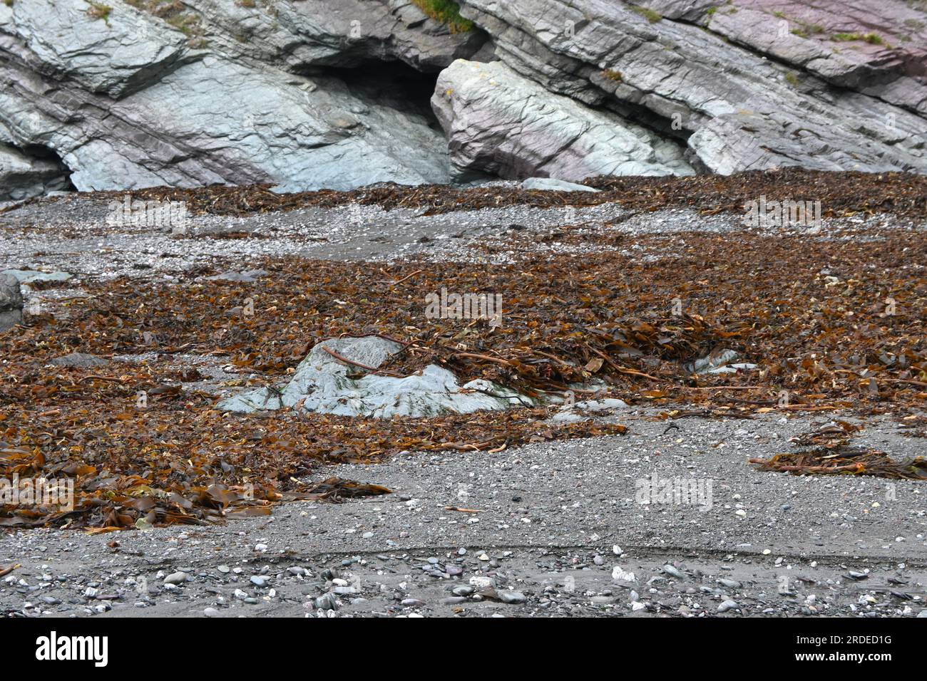 kelp sulla spiaggia di seaton, in cornovaglia Foto Stock