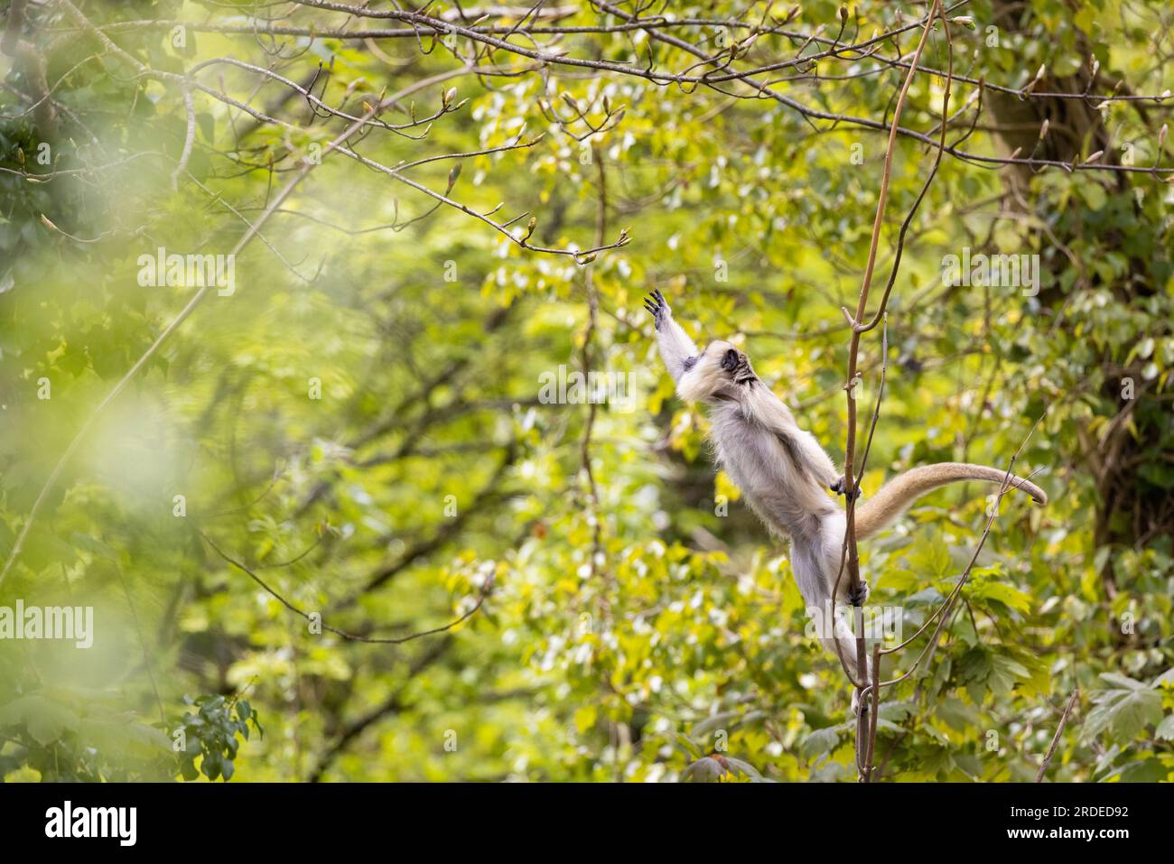 Gray langur [ Semnopithecus sp ] che sta raggiungendo una filiale, nello zoo di Paington, Paington, Devon, Regno Unito Foto Stock