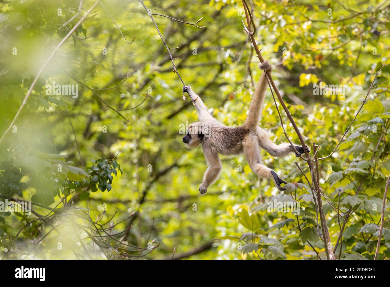 Langur grigio [ Semnopithecus sp ] appeso tra rami che usano la coda di preensile, nello zoo di Paington, Paington, Devon, Regno Unito Foto Stock