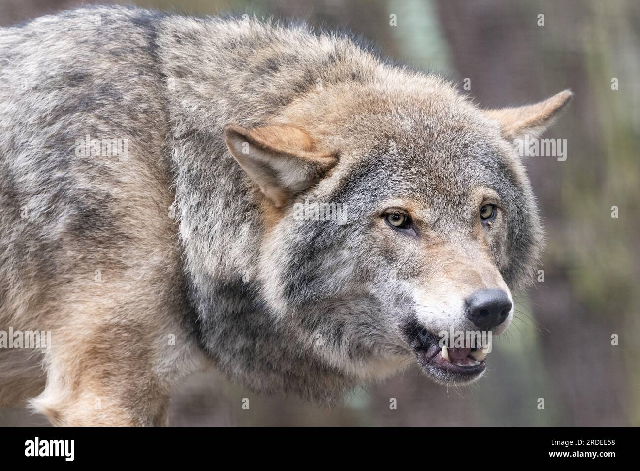 Lupo grigio europeo [ Canis lupus ] nel parco faunistico delle Highland Foto Stock