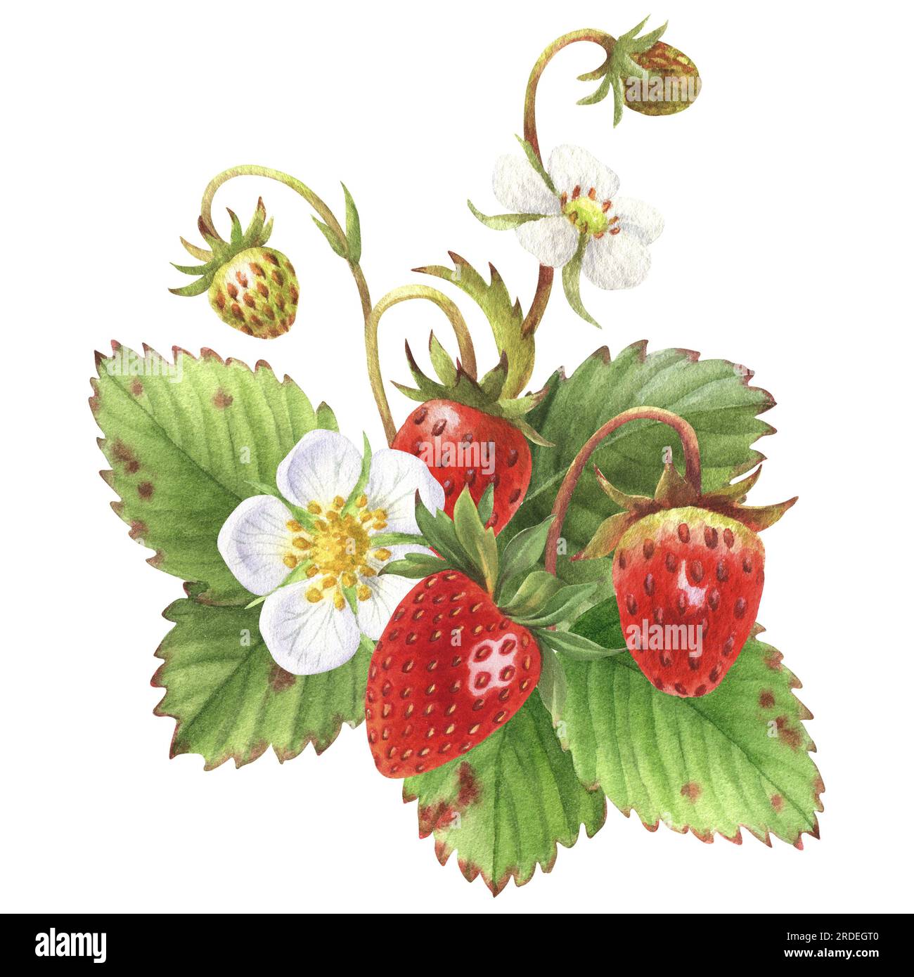 Illustrazione acquerello con fragole della foresta. Bacche, foglie e fiori. Perfetto per biglietti d'auguri, copertine, stampe, motivi, scrapbooking Foto Stock